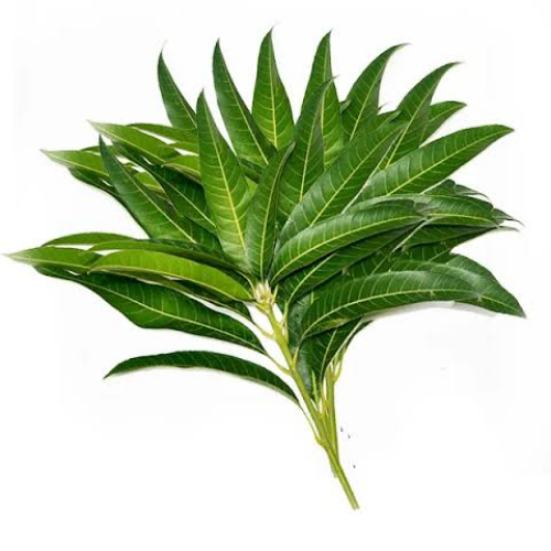 Mango leaf