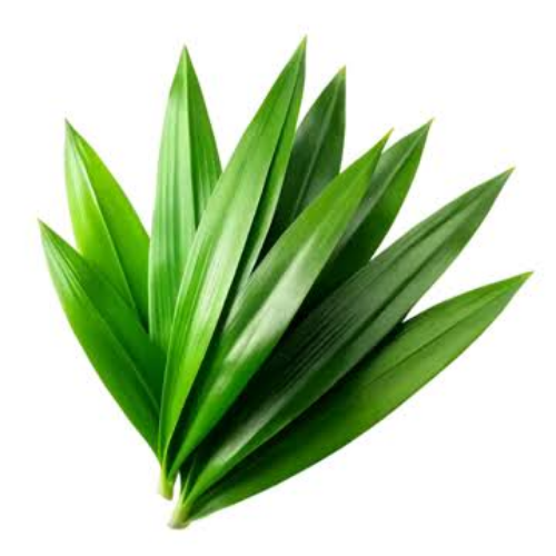 Pandan leaf