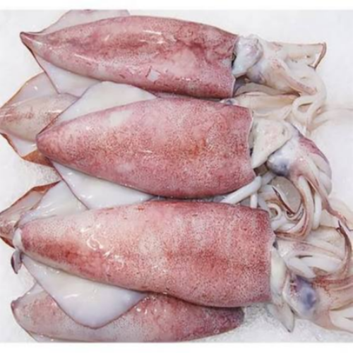 Squid fish